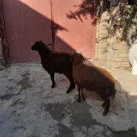 بره نروماده افشار