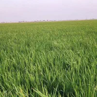 زمین کشاورزی گوجه