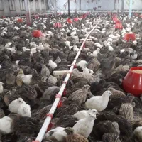 بلدرچین تخم گذار جوان و گوشتی