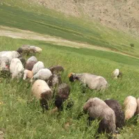 میش داشتی..