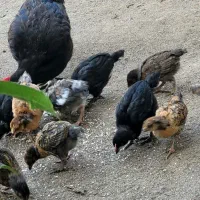 مرغ و جوجه محلی