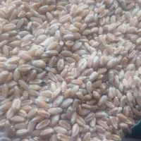 گندم پیشگام|خوردنی و آشامیدنی|میان جلگه, |دیوار