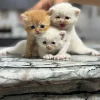 واگذاری گربه بریتیش پرشین اصیل|گربه|ساری, |دیوار