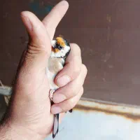 سهره و سهره قناری|پرنده|تهران, شهرک رضویه|دیوار