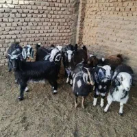 5 بز دورگ محلی چاق نقدی یا معاوضه با میش