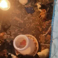 جوجه محلی یک هفته ای