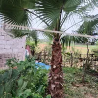 دو عدد پالم واشنگتن 8 ساله