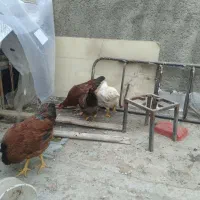 خروس و مرغ|پرنده|قم, انسجام|دیوار