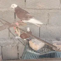 جفت شارزده سرخ نرو ماده