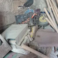 کبوتر اشعل نر