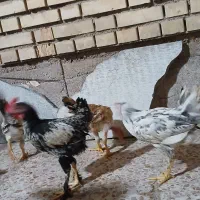 فروش خروسک