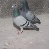 2 جفت کبوتر فروشی|پرنده|گرگان, |دیوار