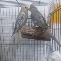 عروس برزیلی