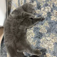 اسکاتیش رنگ بلو