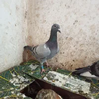 کبوتر کفتر|حیوانات|گرگان, |دیوار