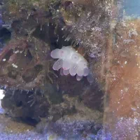 اکواریوم ابشور