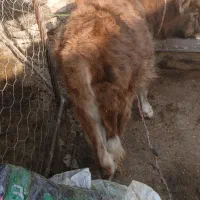 گوساله ماده|حیوانات مزرعه|خان ببین, |دیوار