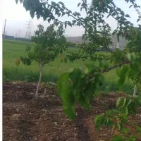 باغ|فروش خانه و ویلا|کامیاران, |دیوار