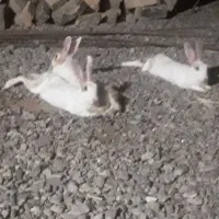 خرگوش