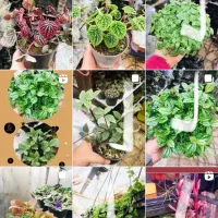 استخدام کارگر خانوم جهت تازیین گل و گیاه|استخدام خدمات فروشگاه و رستوران|محمدشهر, محمدشهر|دیوار