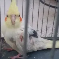 عروس هلندی|پرنده|تربت‌حیدریه, کوی شهید احمدزاده ملکی|دیوار