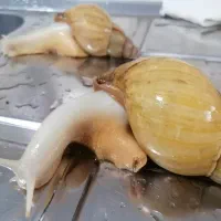 حلزون|خزنده|اسلام‌شهر, صادقیه|دیوار