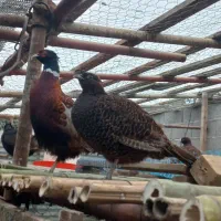 خروس آمریکایی وپاکستانی