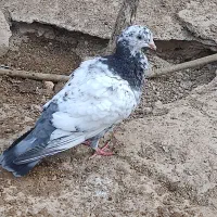 کبوتر|پرنده|شادگان, |دیوار