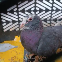 کفتر کبوتر سیاه پلنگ