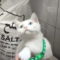 گربه سفید چشم آبی بریتیش شورت هیر