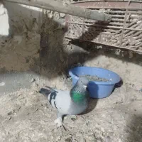 کبوتر ترکیه