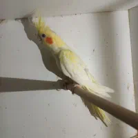 عروس هلندی نر نیمه رام|پرنده|بندرعباس, |دیوار