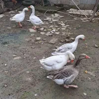 اردک اسرائیلی وغ