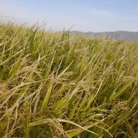 زمین کشاورزی بشرط آب|اجارهٔ دفتر صنعتی، کشاورزی، تجاری|مرودشت, رامجرد یک|دیوار