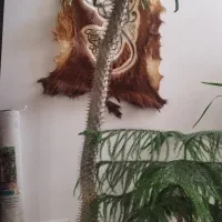 نخل ماداگاسکار