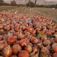 پیاز|عمده‌فروشی|بجنورد, |دیوار