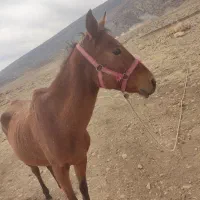 اسب|اسب و تجهیزات اسبسواری|سیاخ دارنگون, |دیوار