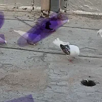 کبوتر گم شده