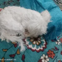 سگ ماده (برفی)|حیوانات|کرمانشاه, |دیوار