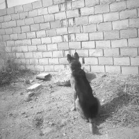 سگ نگهبان تربیت شده . ژرمن