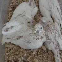 جوجه سرلاکی عروس هلندی البنیو