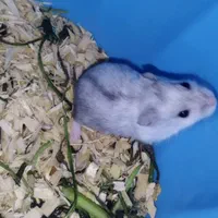 جزیره همستر سوری و کمپل یا مینیاتوری (پرورش دهنده)|موش و خرگوش|فردیس, سرحدی|دیوار