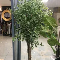 بام سبز،اجرای فضای سبز،دیوارسبز،آلاچیق و آبنما|مصالح و تجهیزات ساختمان|شیراز, نیایش|دیوار