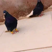 پرنده دم سفید|پرنده|باوی, |دیوار