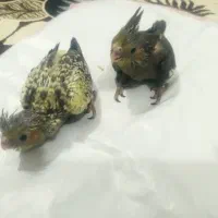 عروس یک ماه