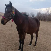 اسب اخته|اسب و تجهیزات اسبسواری|سیلوانه, |دیوار