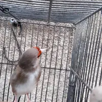 سهره دورگ کرمونی نشون دار|پرنده|تهران, تهرانپارس شرقی|دیوار