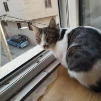 واگذاری گربه رایگان|گربه|شهریار, شهریار|دیوار