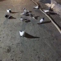 نر گوره ما طوقی دوتا سر ته سیا بقیشونم تهرانی|پرنده|بروجرد, |دیوار