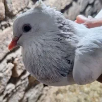 2عدد کبوتر تضمینی نر و ماده|پرنده|خان ببین, |دیوار